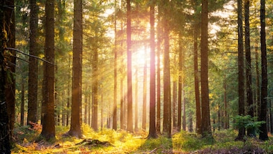 Forêt silencieuse au printemps baignée de magnifiques rayons de soleil