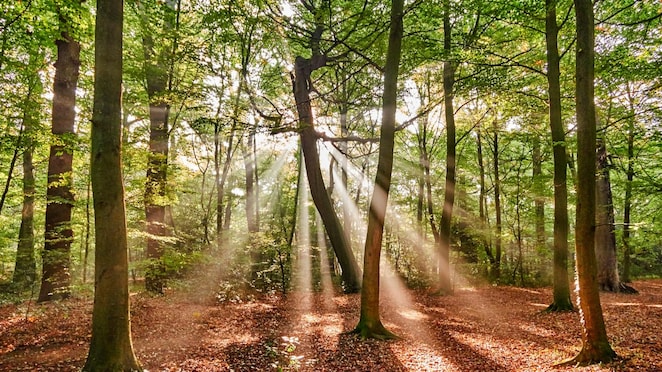 kasigau corridor forest