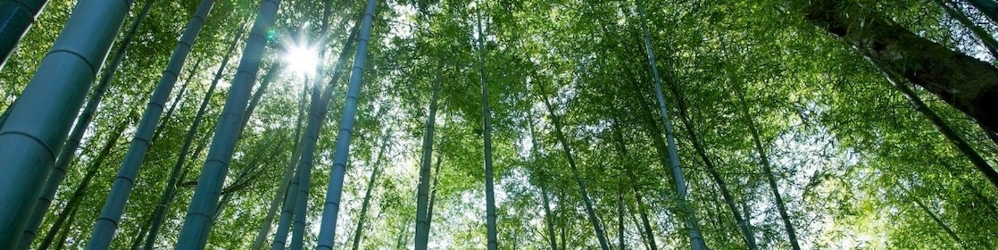 Jungle with bamboo grove