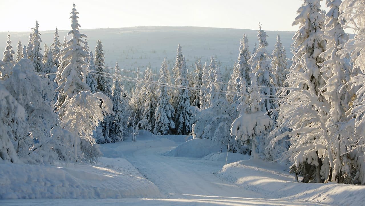 Une route enneigée en forêt