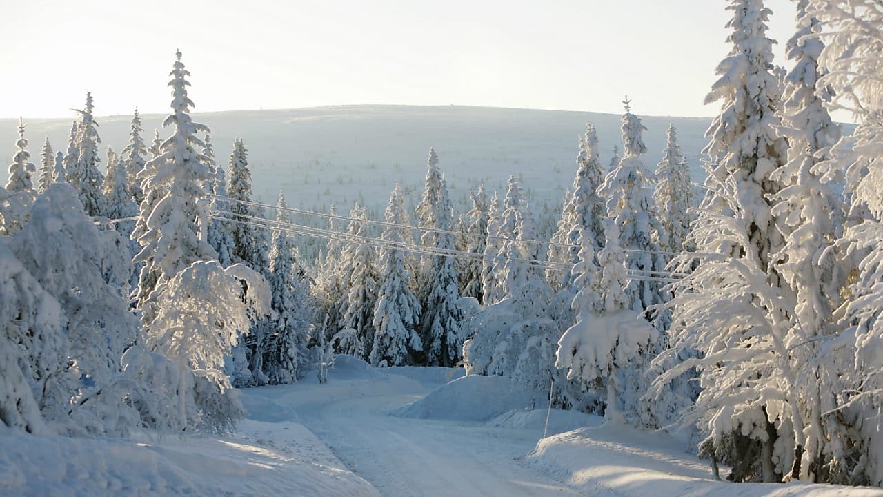 Une route enneigée en forêt