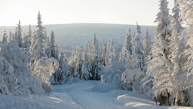 Une route enneigée en forêt