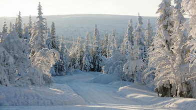 Une route enneigée en forêt