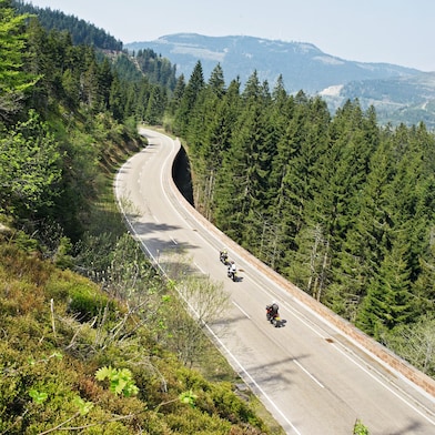 Trois motos qui font la course le long d'une route de montagne bordée d'arbres